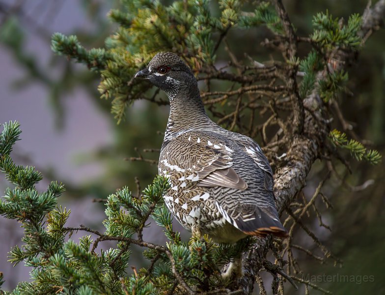 _MG_7579c.jpg - Spruce Grouse (Falcipennis canadensis)